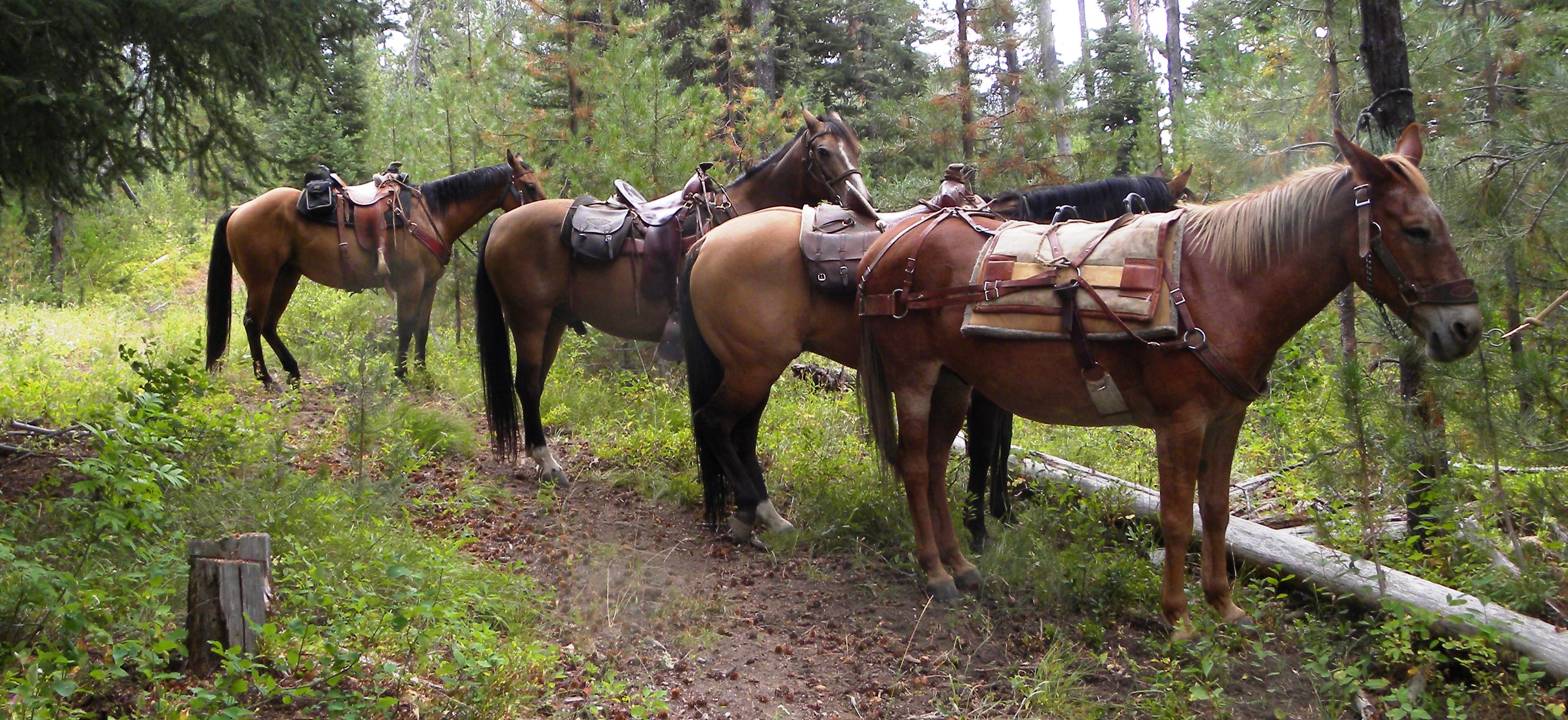 Trail Horses